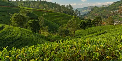 Lush green tea fields, context for PFAS contamination studies
