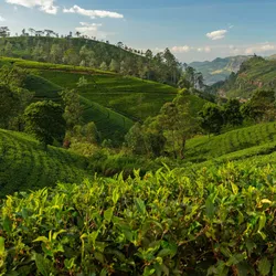Lush green tea fields, context for PFAS contamination studies