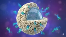 3D rendering illustrating mass transfer kinetics in a core-shell column. GLP-1 peptide ribbons (blue/green) interact with the porous shell stationary phase but are blocked by the solid silica core, minimizing the Van Deemter C-term contribution.