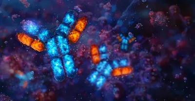 Conceptual illustration of a monoclonal antibody with distinct charge regions, representing capillary isoelectric focusing used to resolve antibody charge variants by isoelectric point.