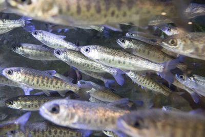 School of juvenile salmon swimming in a controlled aquatic environment, illustrating the fish tissue matrices used to study accumulation of tire-derived contaminants such as 6PPD-quinone in environmental monitoring research.