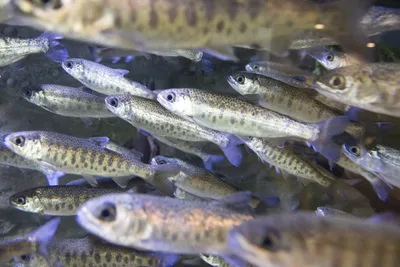 School of juvenile salmon swimming in a controlled aquatic environment, illustrating the fish tissue matrices used to study accumulation of tire-derived contaminants such as 6PPD-quinone in environmental monitoring research.
