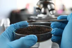 Researcher analyzing soil samples related to biosolids