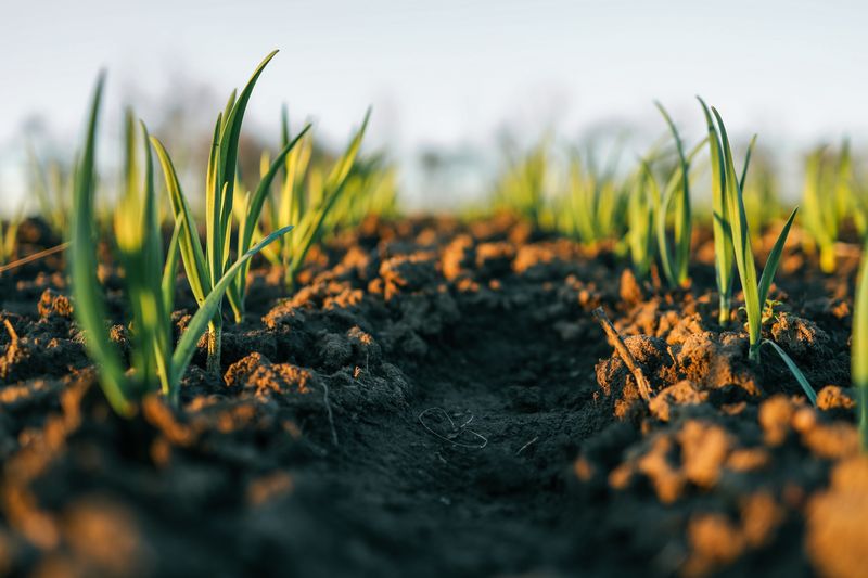 Jeune pousse verte dans un sol agricole