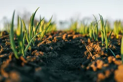 Close-up, low-angle view of young green crops emerging from dark soil, illustrating the field-level "ground truth" required for accurate precision agriculture analytics and subsequent laboratory soil nutrient profiling.