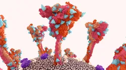 Glycan structures illustrating analytical validation techniques