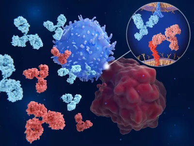 Overview of PD-L1 antibody interactions in immuno-oncology