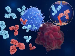 Overview of PD-L1 antibody interactions in immuno-oncology