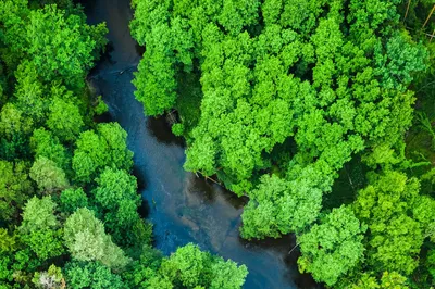 Aerial view of a lush green forest with a river