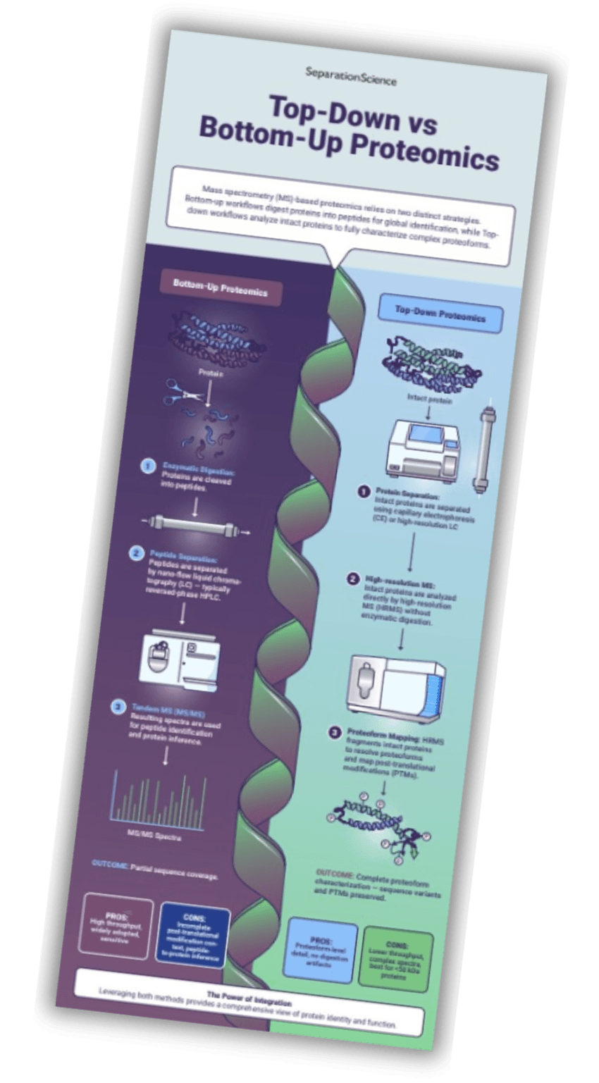 Infographic comparing Top-Down and Bottom-Up Proteomics Infographic comparing Top-Down and Bottom-Up Proteomics