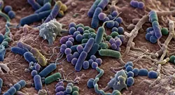Microscopic view of diverse microorganisms representing rapid microbiological methods (RMM)