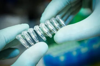 PCR tubes held by a gloved hand in a lab setting