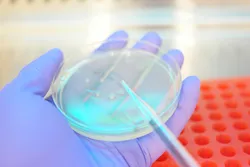 Hand holding a petri dish in a lab setting for microbiology testing