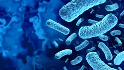 Microscopic view of Listeria monocytogenes bacteria