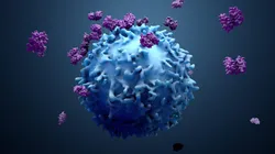 3D illustration of HLA-DQ antibodies interacting with a cell
