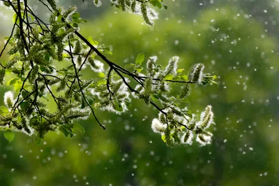 Pollen grains being released from tree branches in spring
