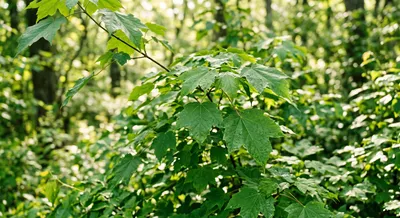 Lush green leaves in a forest setting, symbolizing plant-based molecular farming.