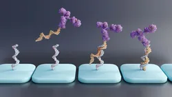 3D illustration of antibody-oligonucleotide conjugates