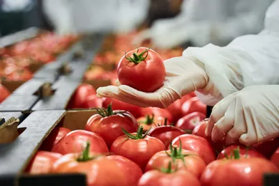 Hand holding a tomato among many in a food safety context