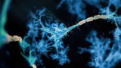 Neurons and synapses visualized to represent neuroinflammation