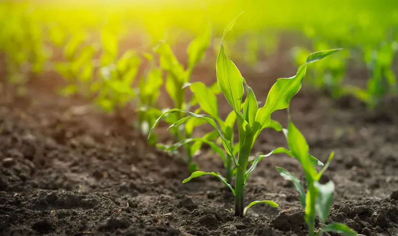 New corn plants in fertile soil, relevant to pesticide residue methods
