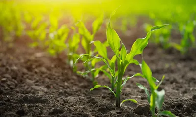 Corn plants growing in soil related to pesticide residue methods