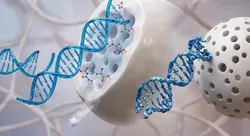Illustration of oligonucleotides interacting with a cellular structure
