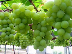 SPME-method-development-food-analysis.jpg