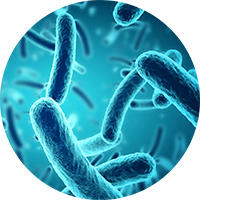 bacteria